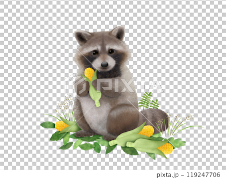 Raccoon Background A-1 Raccoon Background A-1 119247706