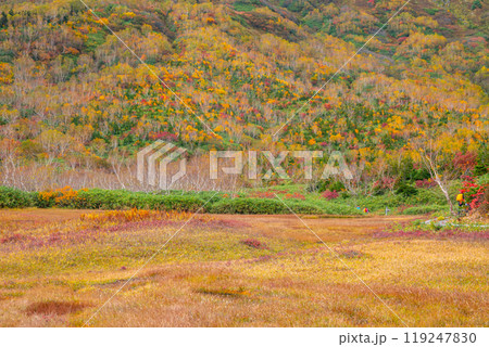 秋の栂池自然園 119247830