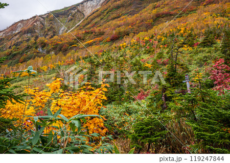 秋の栂池自然園 119247844