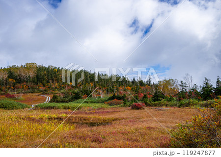 秋の栂池自然園 秋の栂池自然園 119247877