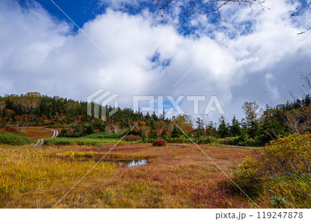 秋の栂池自然園 119247878