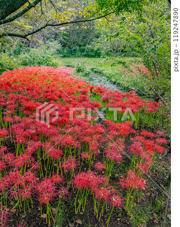 水辺に咲く真っ赤な彼岸花の群生（千葉県松戸市・21世紀の森と広場） 119247890