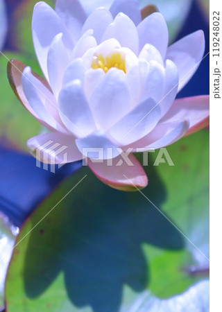 睡蓮の白い花 119248022