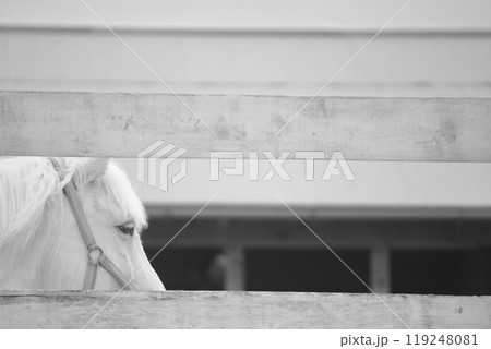 牧場の白馬 牧場の白馬 119248081