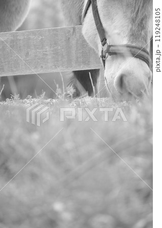 牧場の白馬 牧場の白馬 119248105