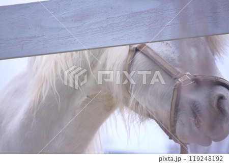 牧場の白馬 牧場の白馬 119248192