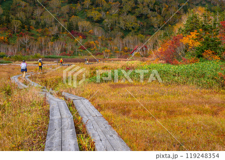 秋の栂池自然園 119248354