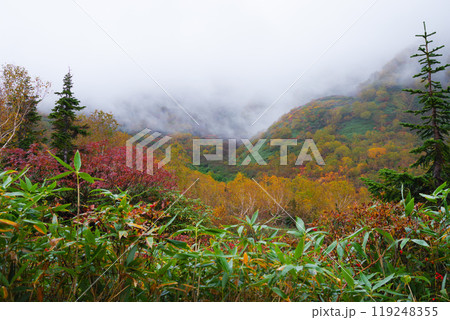 秋の栂池自然園 秋の栂池自然園 119248355
