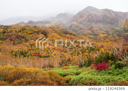 秋の栂池自然園 119248369