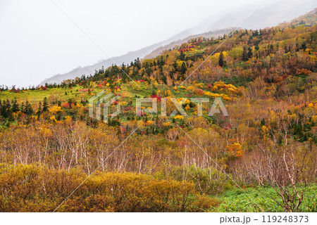 秋の栂池自然園 秋の栂池自然園 119248373