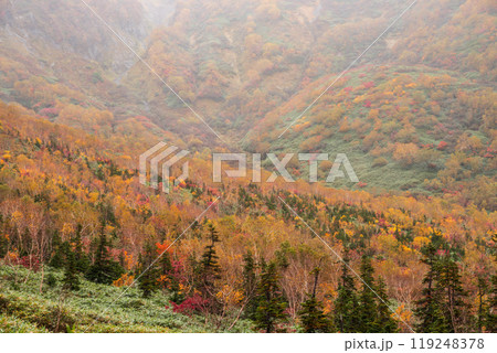 秋の栂池自然園 119248378