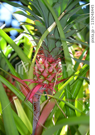 ミニパイナップル ミニパイナップル 119248445