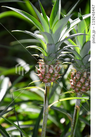 ミニパイナップル 119248447