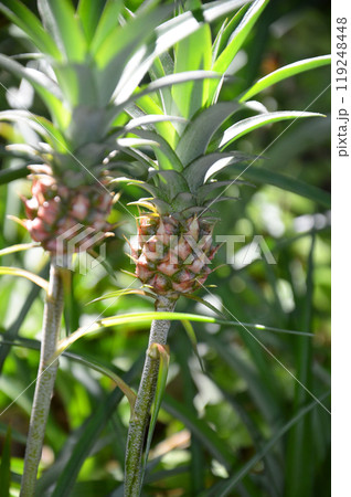 ミニパイナップル 119248448