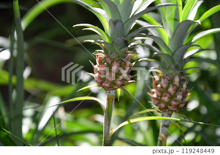 ミニパイナップル 119248449