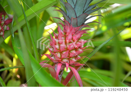 ミニパイナップル 119248450