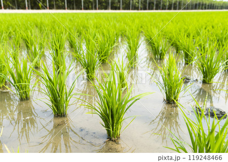 Close-up of rice seedlings growing in the fields of Taiwan. 119248466