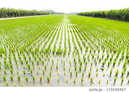 A large area of rice seedlings growing in the fields of Taiwan. 119248467