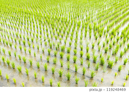A large area of rice seedlings growing in the fields of Taiwan. 119248469