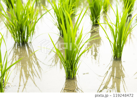 Close-up of rice seedlings growing in the fields of Taiwan. Close-up of rice seedlings growing in the fields of Taiwan. 119248472