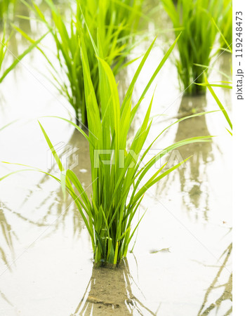 Close-up of rice seedlings growing in the fields of Taiwan. Close-up of rice seedlings growing in the fields of Taiwan. 119248473