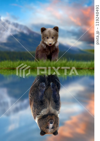 Bear cub looking the reflection of an adult bear in the water Bear cub looking the reflection of an adult bear in the water 119248491