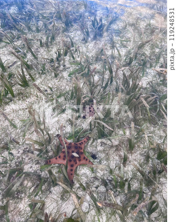 Starfish in the ocean, Philippines 119248531