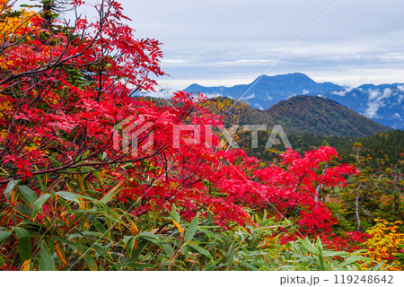 秋の栂池自然園 119248642
