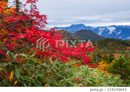秋の栂池自然園 119248643