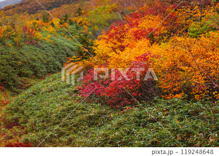 秋の栂池自然園 秋の栂池自然園 119248648