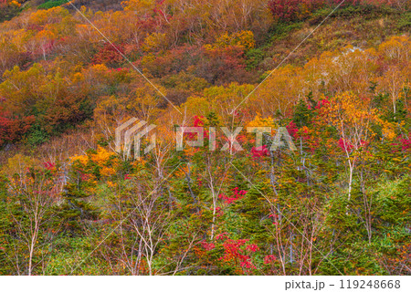 秋の栂池自然園 秋の栂池自然園 119248668
