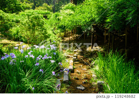 小川のほとりに咲く花菖蒲 119248682