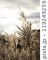 冬の空と植物 119249259
