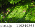 木漏れ日と植物 119249263