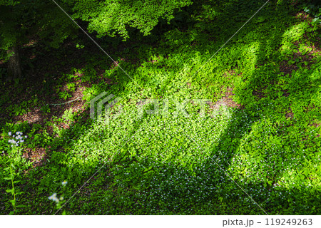 木漏れ日と植物 119249263