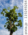 青空と大木 119249264