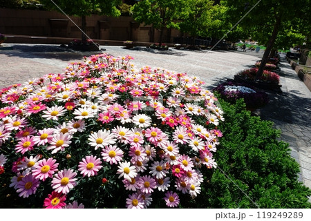 ひなぎく 119249289