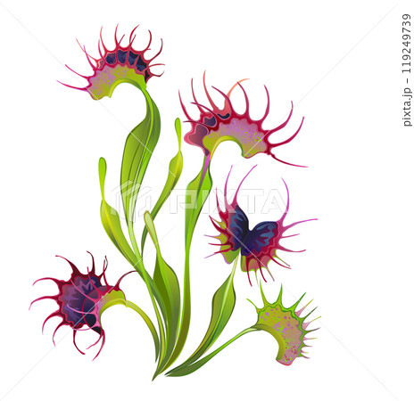 Venus flytrap 119249739