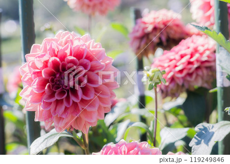 ダリア 119249846