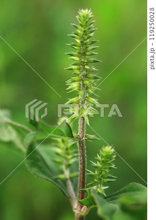 イノコズチの花 119250028