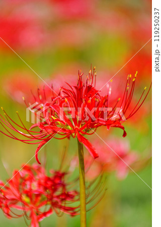 秋の訪れ　彼岸花の群生 119250237