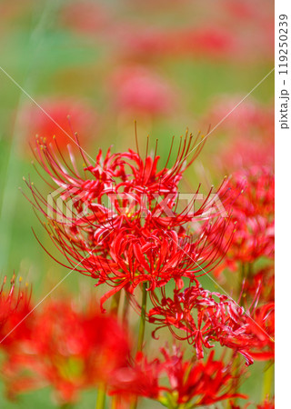 秋の訪れ　彼岸花の群生 119250239