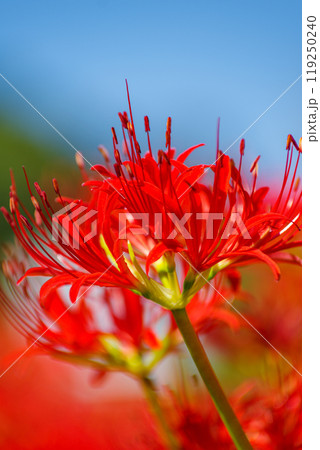 秋の訪れ 彼岸花の群生 秋の訪れ 彼岸花の群生 119250240