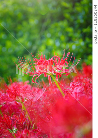 秋の訪れ 彼岸花の群生 秋の訪れ 彼岸花の群生 119250244