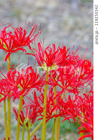 曼珠沙華の絨毯 曼珠沙華の絨毯 119250342
