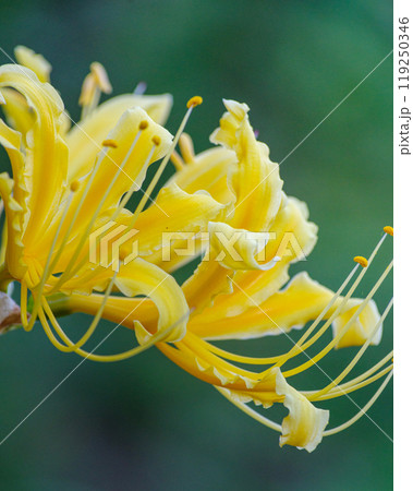 曼珠沙華の絨毯 119250346