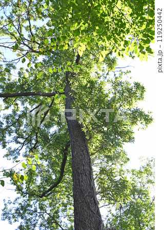 雑木林の中のクヌギ 119250442