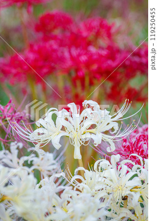 彼岸花の群生 彼岸花の群生 119250455