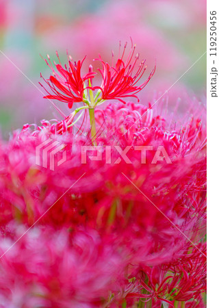 彼岸花の群生 彼岸花の群生 119250456