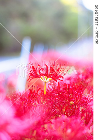 彼岸花の群生 彼岸花の群生 119250460